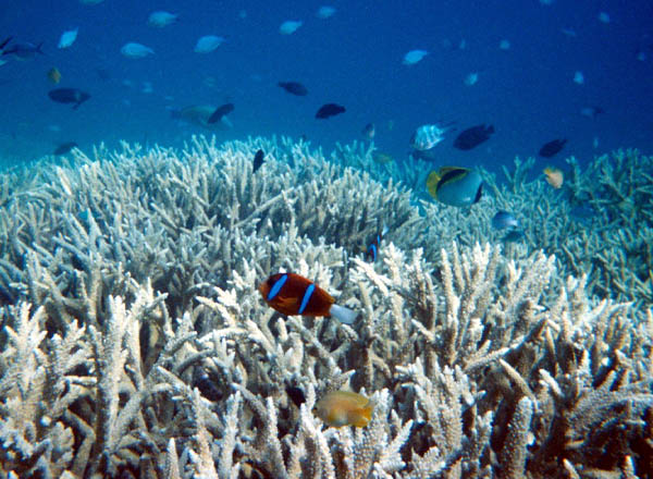 Great Barrier Reef photography