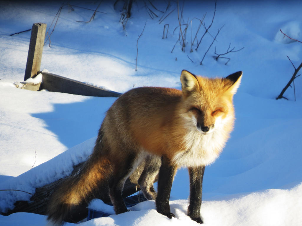 Happy Fox