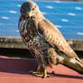 Buteo