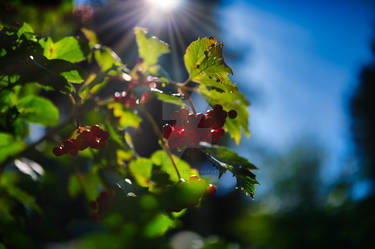 Viburnum