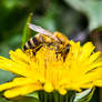 Bee on the leontodon