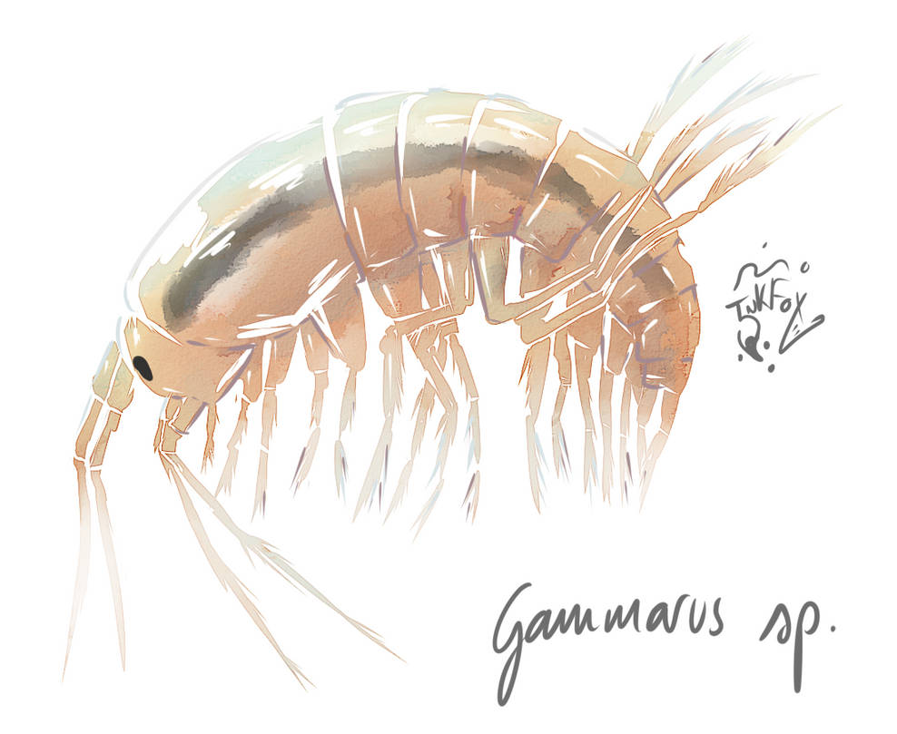 Gammarus sp. by InkFox-YL on DeviantArt