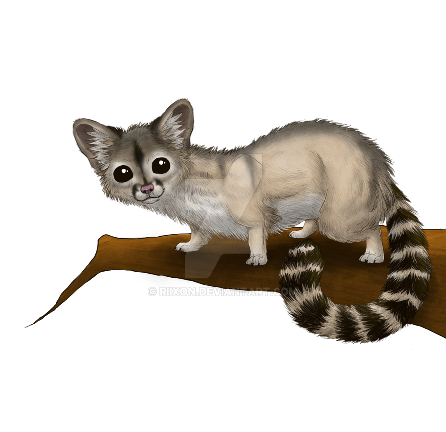 Ringtailed Cat by Riixon on DeviantArt