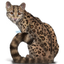 Margay