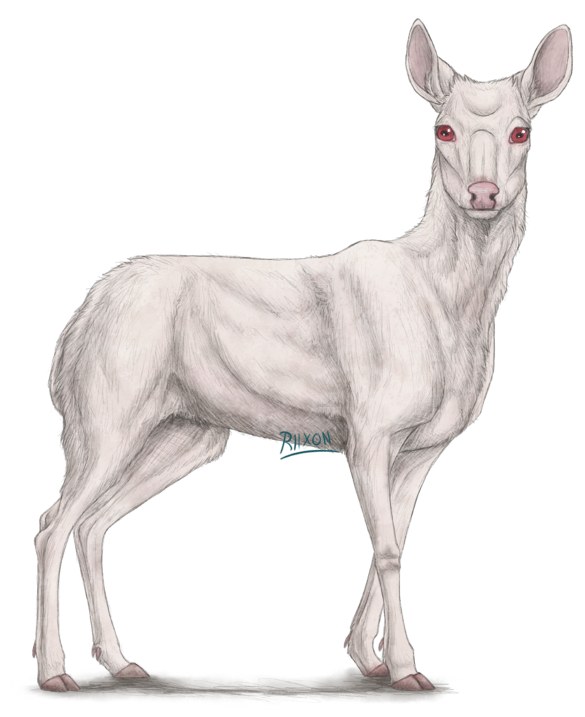 Albino Deer