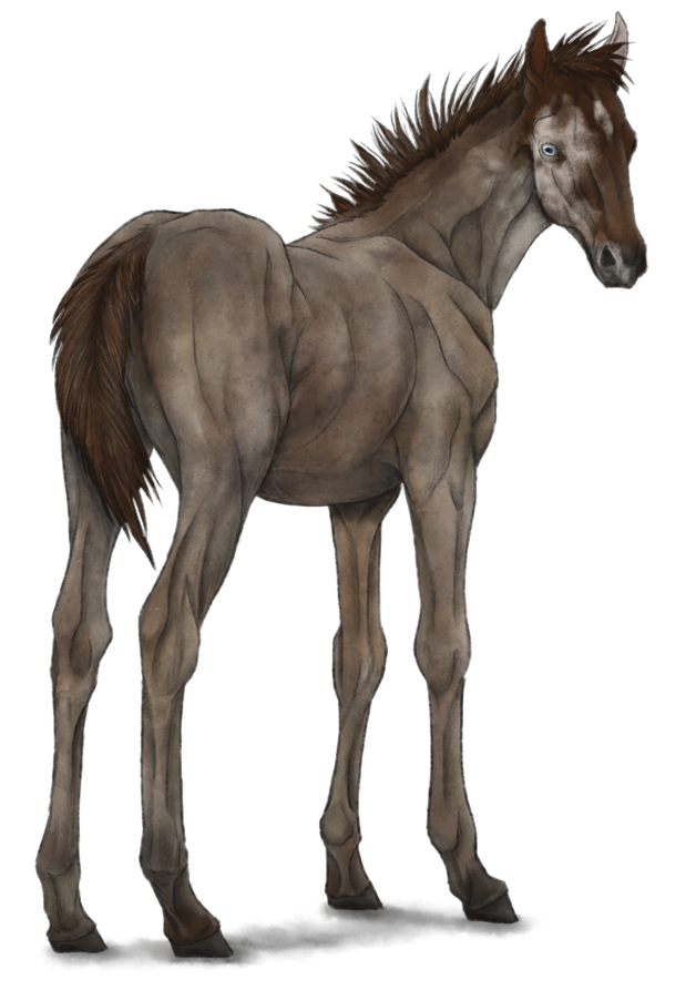 Red Roan Foal