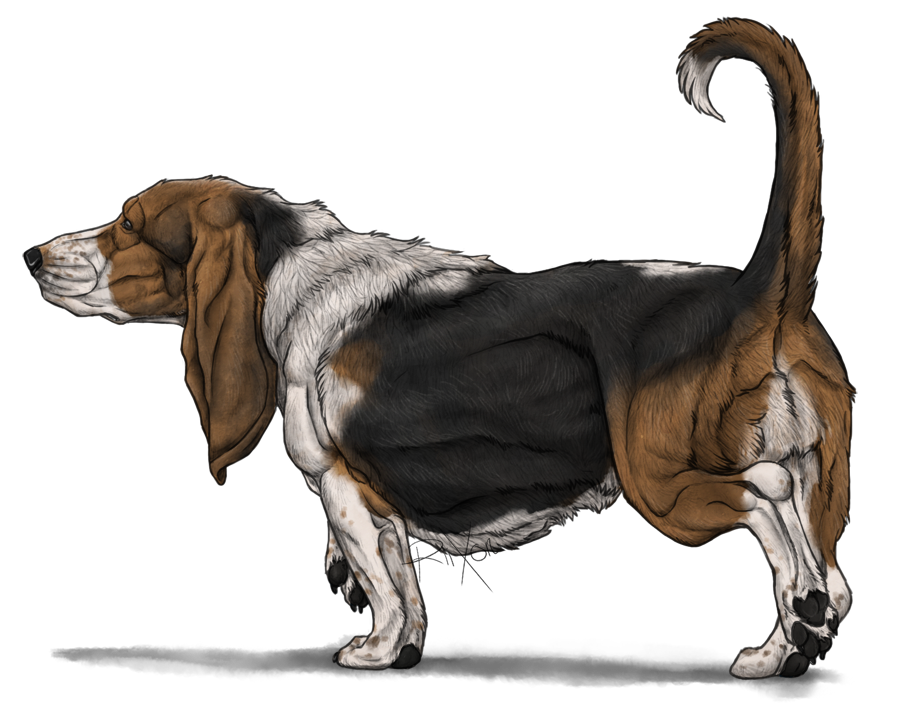 Basset Hound