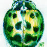 punch beetle green