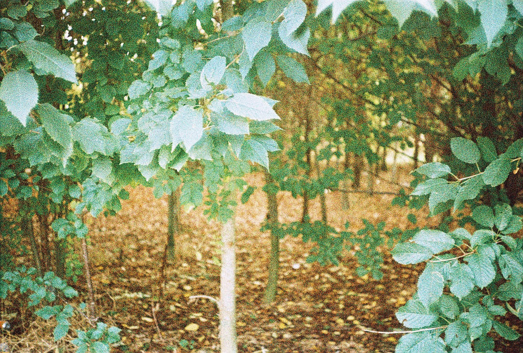 leaves lomo