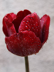 Photography//: - Tulip, Water Droplets