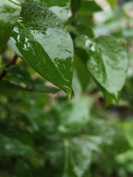 Photography//: - Water Droplets - Leaf