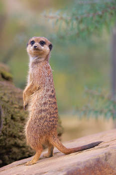 Meerkat