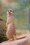 Meerkat by scoiattolissimo