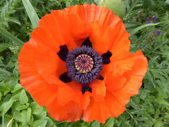 Poppy Summer I