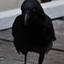 Just a Crow raven?