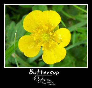 Buttercup