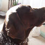 German Shorthaired Pointer - 1