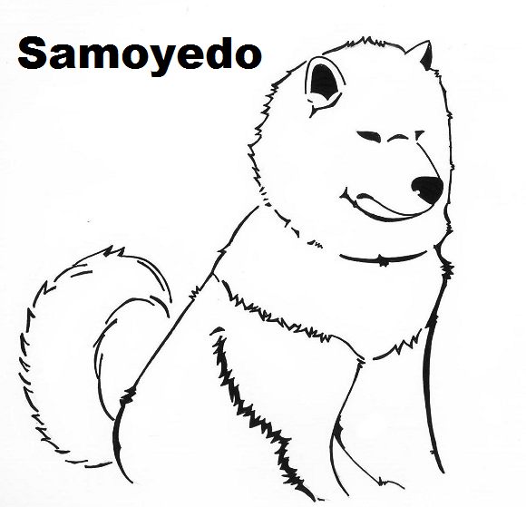 Samoyedo-id 2