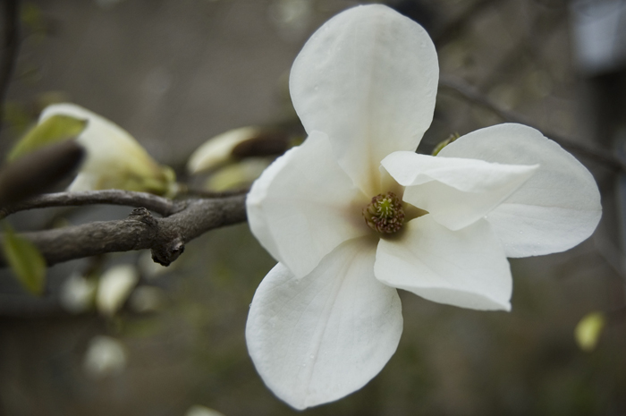 magnolia