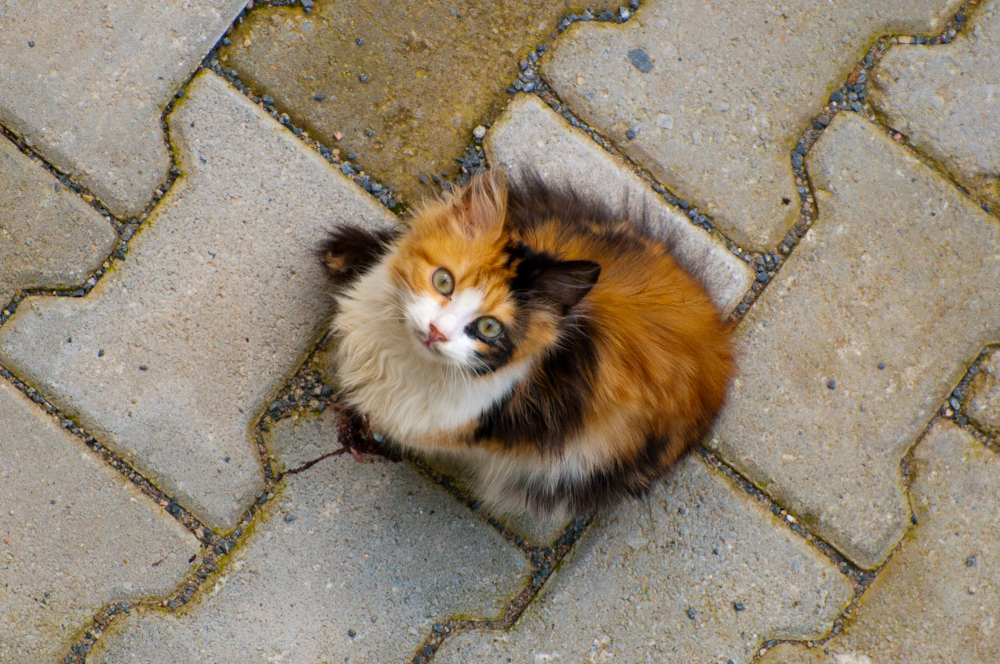 Brushy Kitty