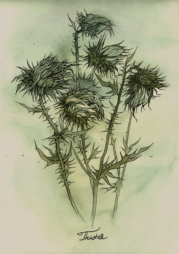 Thistle