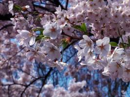 Flower overdose