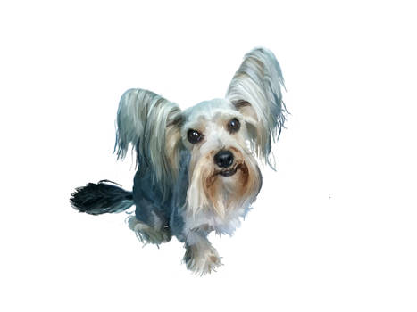 Yorkshire Terrier