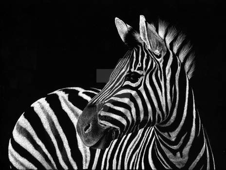 Zebra No3