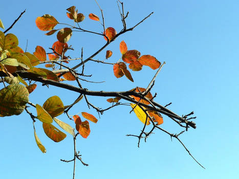 The Fall,The yellow leaf