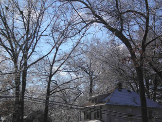 Branches In Winter