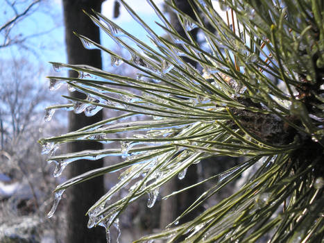 Pine Tree In Glass