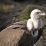 Griffon Vulture - Ostrava ZOO