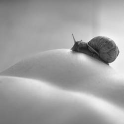 Snails