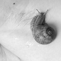 Snails