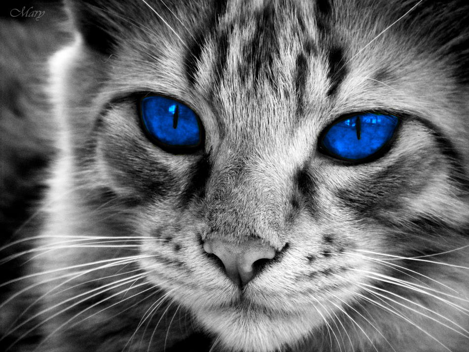 .Blue Eyes.