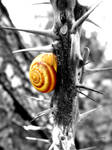 .:snail:. by EsmeraldEyes