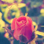 Romantic Rose