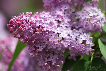 Lilac 3979