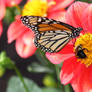 Monarch Butterfly and some friends