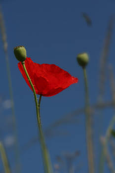 Red Hat