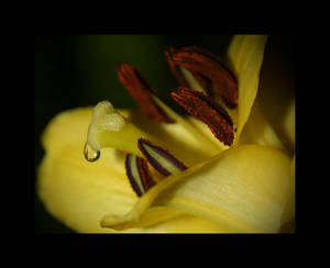 Tulip staminas