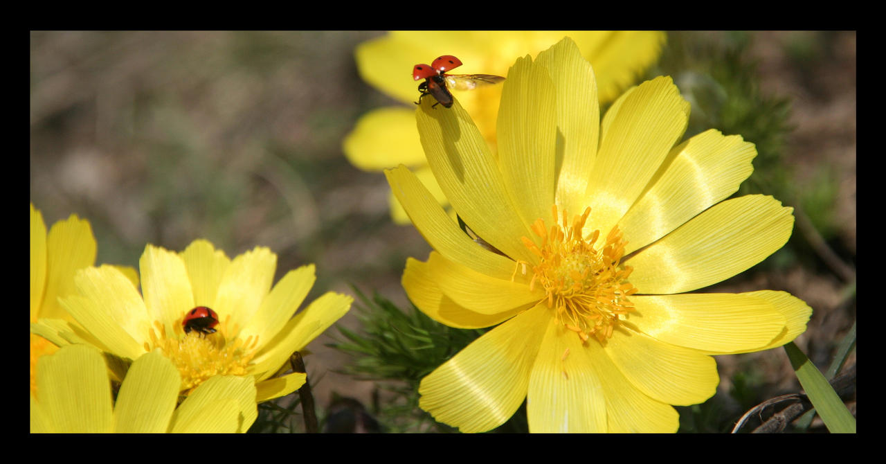 Yellow with red dots