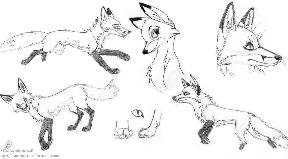 Red Fox Study by Shadowphoenix21 on DeviantArt
