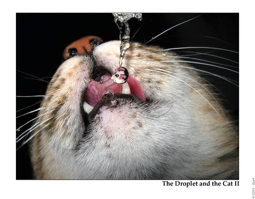 The Droplet and the Cat II