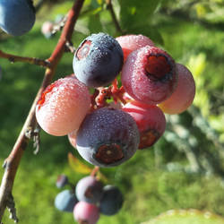 Blueberries #1