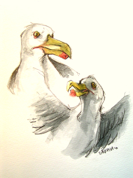 gullSKETCHES