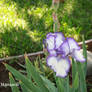 summer iris2