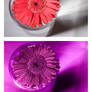 Gerbera flower [Vis UV IR]