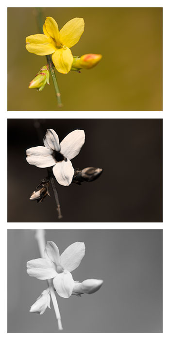 Jasminum nudiflorum (Winter jasmine) Vis UV IR