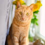 Criminally Orange